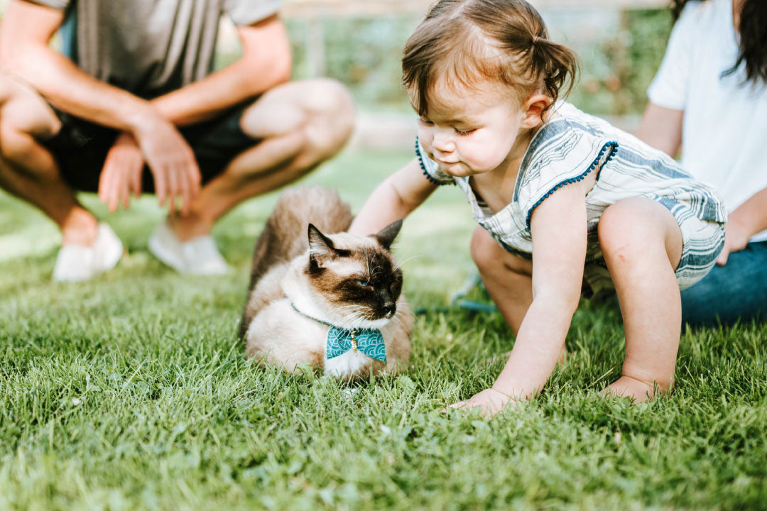 Summer Lawn Care Tips