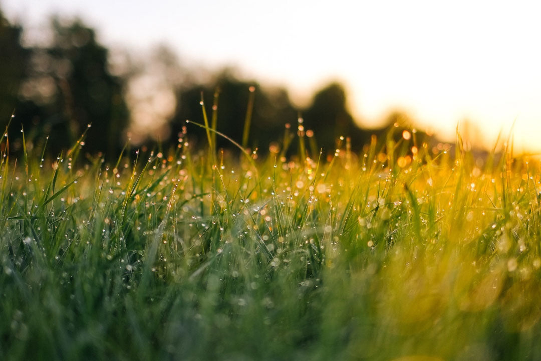 Winter Lawn Care Tips