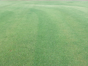 Empire Zoysia