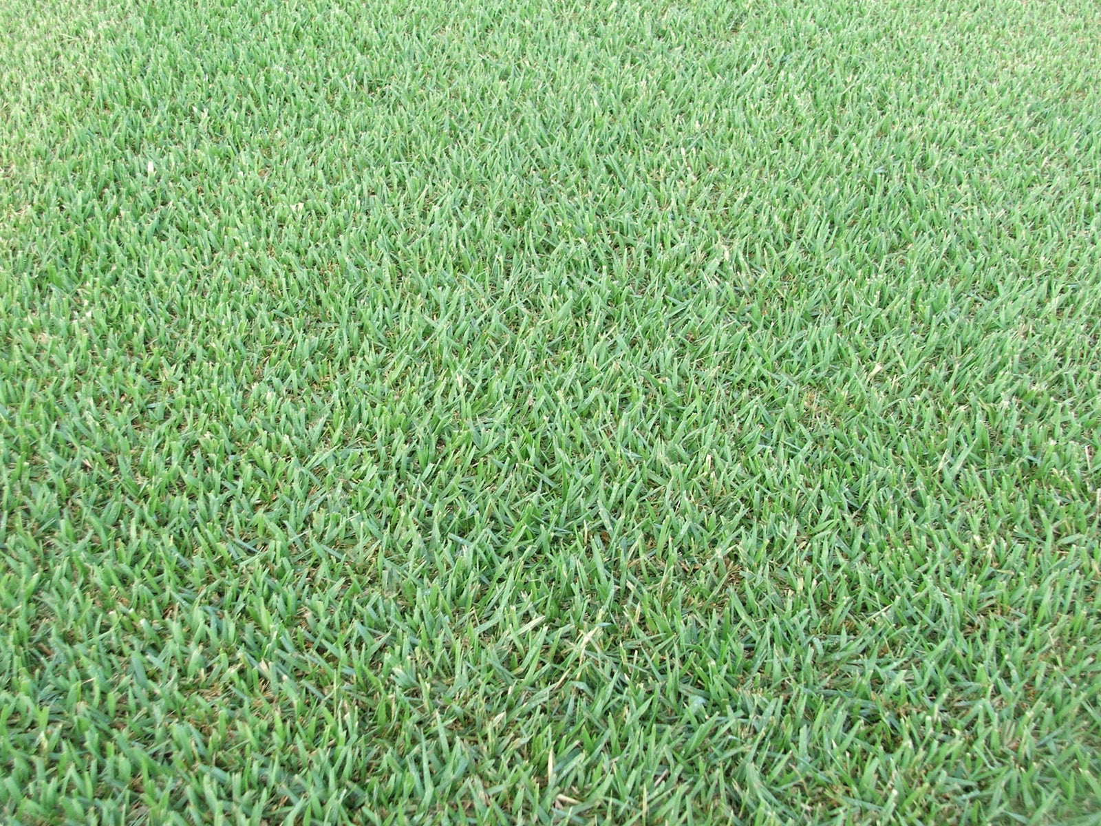 Empire Zoysia
