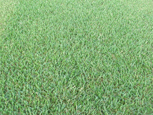 Empire Zoysia