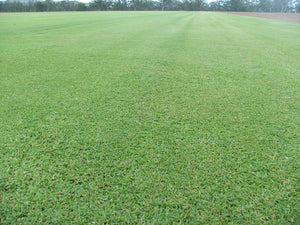 Palmetto