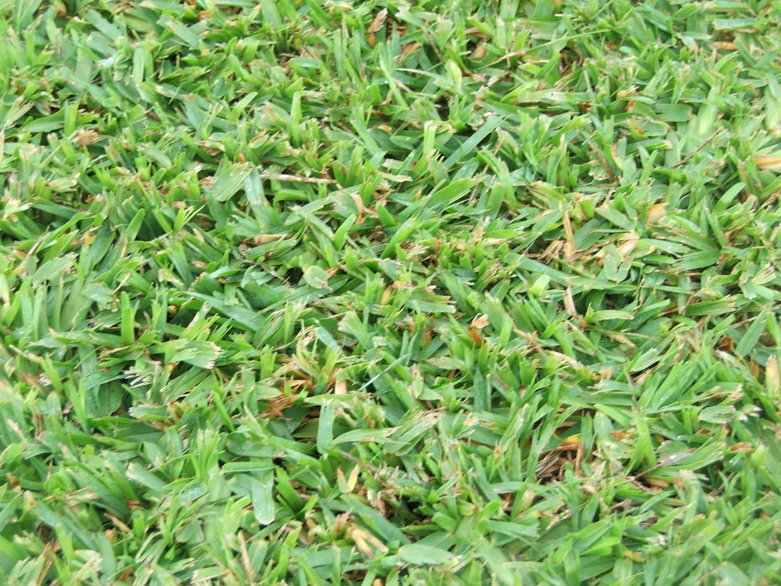 Palmetto