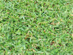 Palmetto