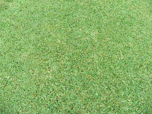 Sir Walter Turf