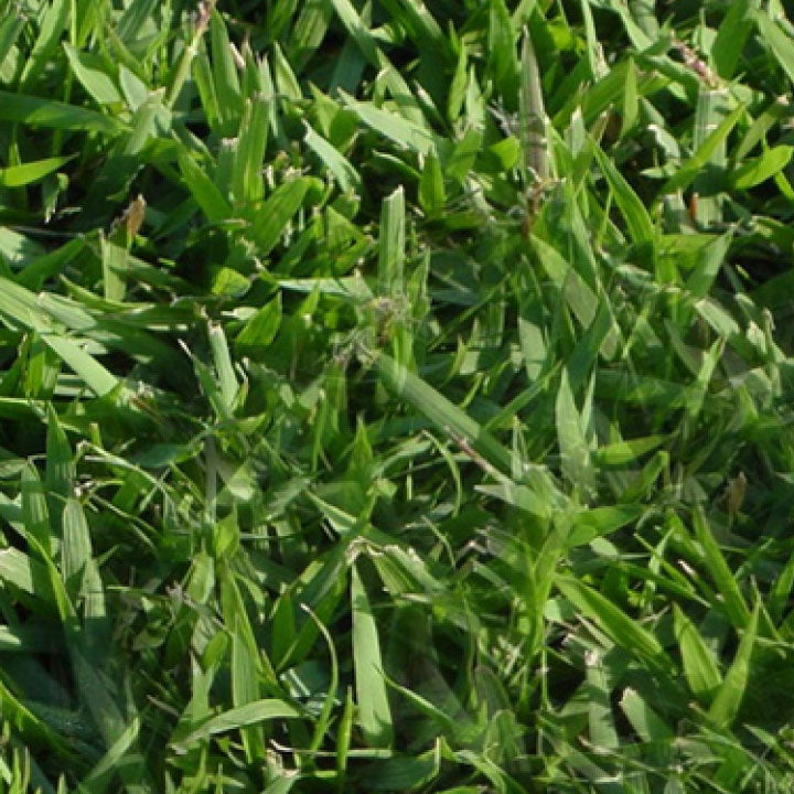 Empire Zoysia