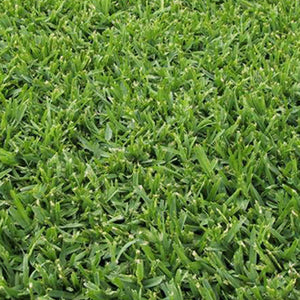 Sir Walter Turf